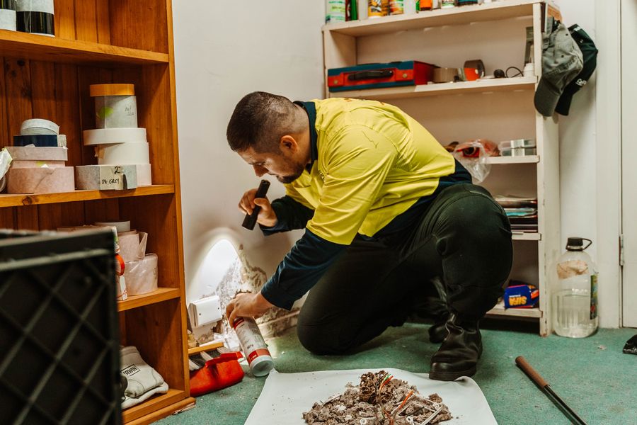 BugFree technician treating active termite infestation