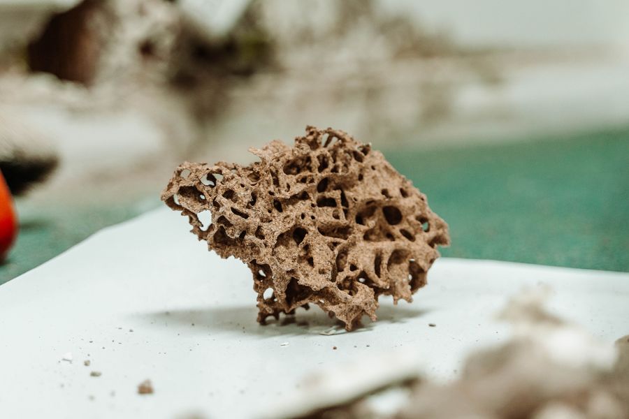 Termite nest found during inspection — Melbourne pest control