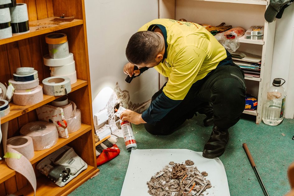 BugFree technician applying Termidor treatment to active termite damage Melbourne