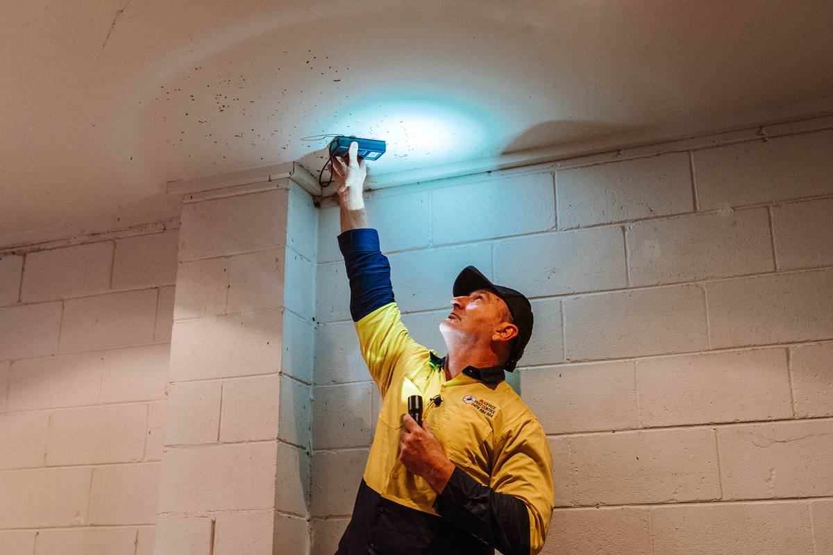 BugFree technician inspecting ceiling for termites